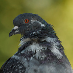 Rock Pigeon Headshot Columba livia