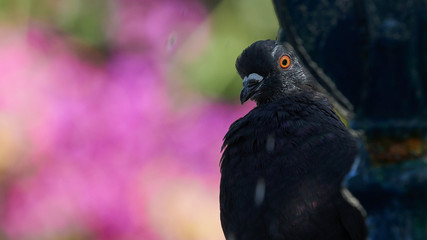 Rock Pigeon Hiding and Staring