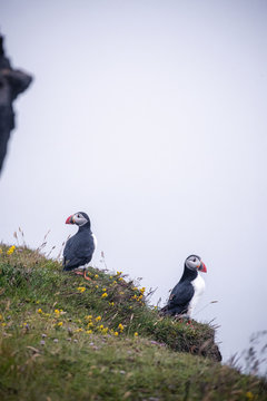 Puffins