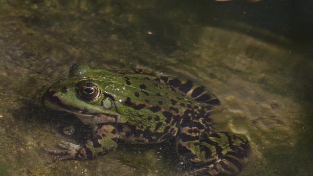 Close up of Frog toad green sitting beside pond and moving slowly touching other frog which jumps away.