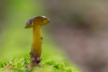 Fresh tasty mushrooms from the green forest