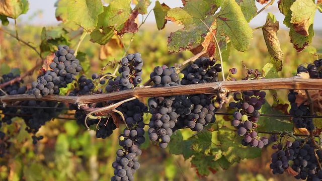 agriculture, black, bunch, farm, field, fruit, grape, green, harvest, natural, nature, plant, red, ripe, vine, vineyard, viticulture, wine, winery, autumn, branch, farming, food, fresh, growth, leaves