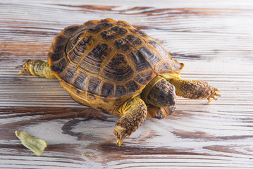 Homemade hand tortoise on wooden background. Photographed close-up.