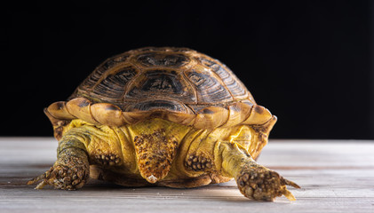Homemade hand tortoise on wooden background. Photographed close-up.