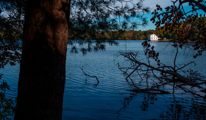 forest with a tree and a blue beautiful lake and sky