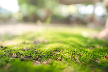 Moss product background