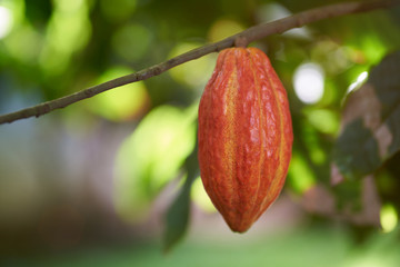 Colorful one cacao pod