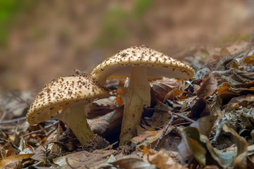 Fresh tasty mushrooms from the green forest