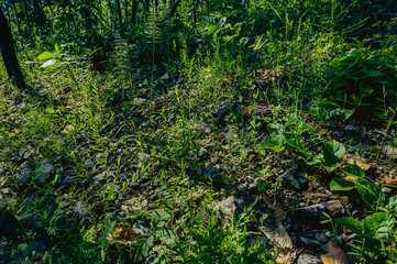 Fototapeta premium beautiful landscape of mountain and farm 