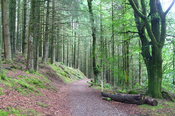 path in the forest