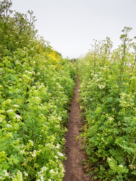 Small trail overgrown with wildflowers