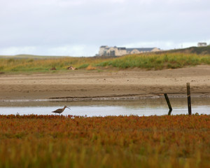Curlew wading in an estuary