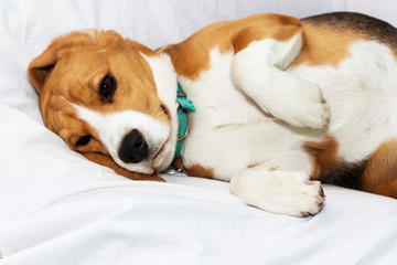 A lazy Beagle lies in his master's bed. Pet