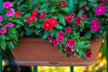 Periwinkle pink and red flowers at a flowerpot.