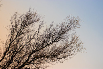 Äste ragen ins Bild vor dem Himmel