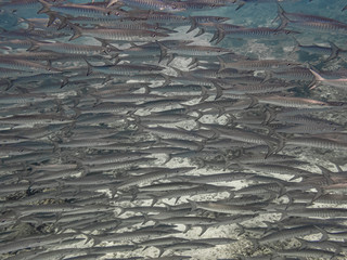 School of pelican barracudas (Sphyraena idiastes) swimming in unison in a shallow coral reef.