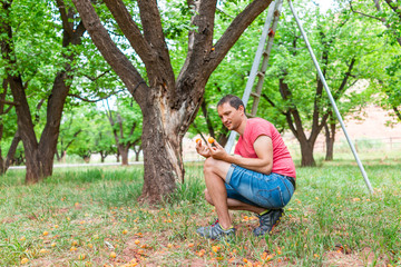 Naklejka na ściany i meble Man picking holding free apricots fallen from tree in orchard in Fruita Capitol Reef National Monument in summer by ladder with spoiled rotting fruit