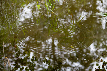 Ripples from raindrops in a lake in Cornwall