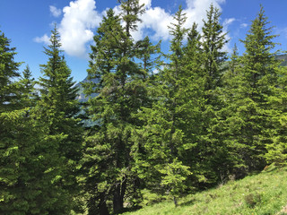 Fototapeta na wymiar fir forest in summer