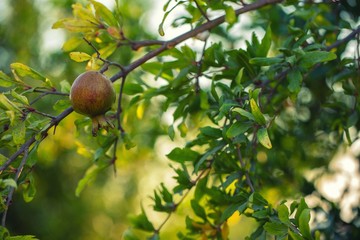 Pomegranate fruit on a tree background. D