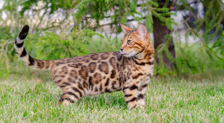 Bengal kitten in a green meadow