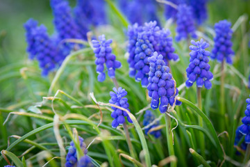 macro of blue flowers in garden