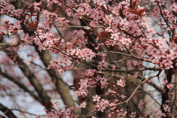 Blossom trees
