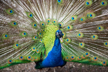 Obraz premium peacock with feathers out