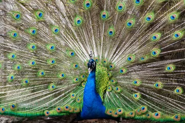 Fotobehang peacock with feathers out © Jade Sterling