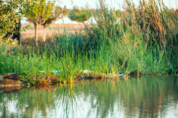 Ariel Sharon Park nature  background