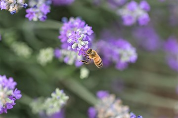 Honey bee working, pollinating, in Lavender flower fields.