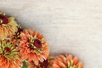 Horizontal flat lay (background) of orange zinnia flowers on weathered, white-painted wood, with...