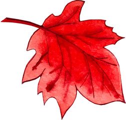 watercolor illustration. red maple leaf