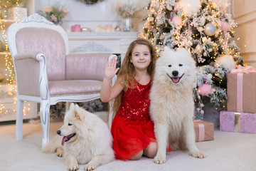  Girl and samoyed husky dog. Christmas