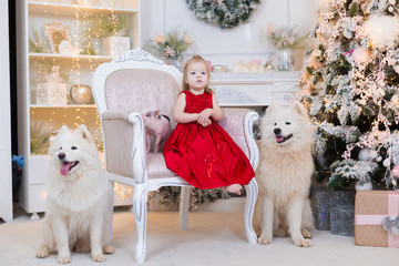  Girl , samoyed husky dog, mini pig. Christmas