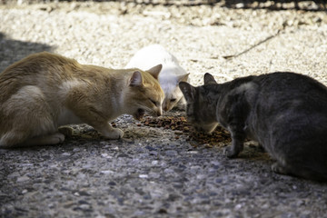 Street cats eating