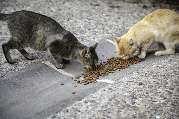 Street cats eating