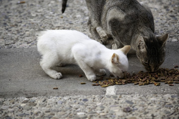 Fototapeta premium Street cats eating