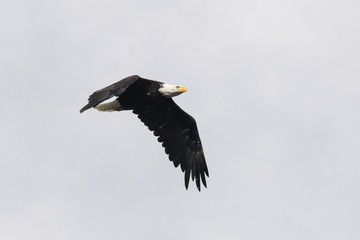 Weisskopfseeadler im Flug , Balded Eagle, das Wappentier der USA