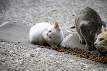 Street cats eating