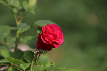 rose