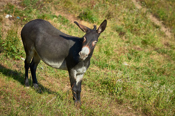 Un pequeño burro mirándome