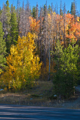 autumn in the park