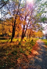 autumn in the park