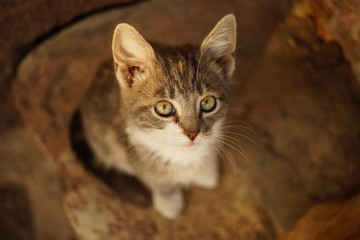 Gray white kitten portrait from top to bottom