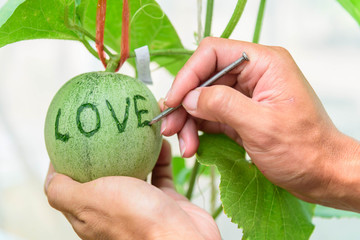 Write the Love word to fresh melon