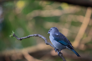 Blue bird on a branch
