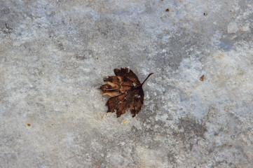 Solitary withered brown leaf on icy surface