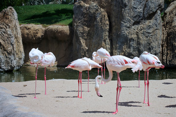 Todos los flamencos mirando al suelo