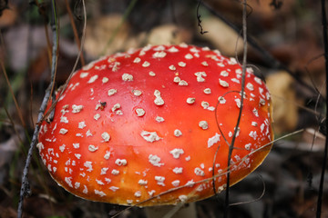 Fly agaric or fly Amanita mushroom, Amanita muscaria